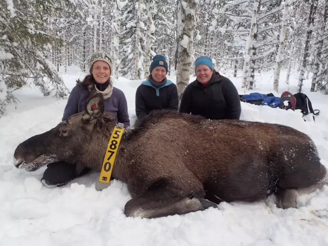 På bildet er Alina Evans, Alexandra Thiel og Anne Randi Græsli sammen med en bedøvet elg som deltok i prosjektet.