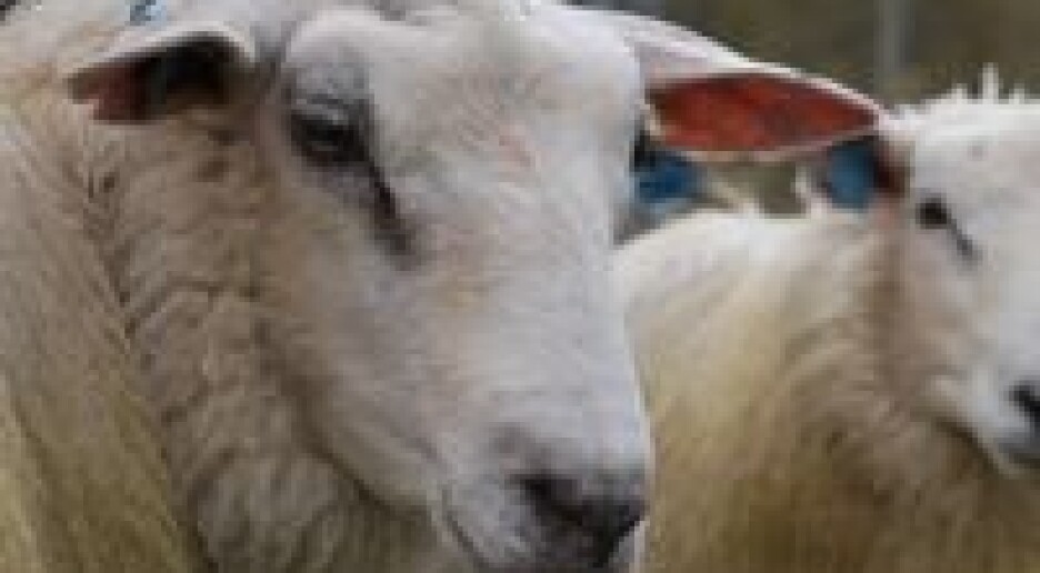 Motstandsdyktige snyltere i sørvest