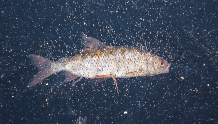 Er vannet klart kan du kanskje se en og annen fisk. Er vannet klart kan du kanskje se en og annen fisk.
