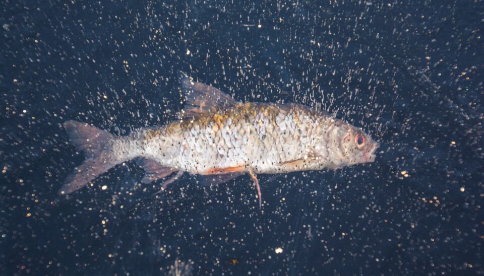 Er vannet klart kan du kanskje se en og annen fisk.