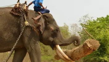 Myanmars elefanter gir forskere unike data