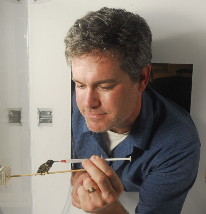 Kolibrier er små, men tøffe. Biolog og kolibriekspert Kenneth Welch ved University of Toronto mater en av de ørsmå fuglene med sukkerdrikk i det spesialdesignede kolibri-laboratoriet. (Foto: Ken Jones) Kolibrier er små, men tøffe. Biolog og kolibriekspert Kenneth Welch ved University of Toronto mater en av de ørsmå fuglene med sukkerdrikk i det spesialdesignede kolibri-laboratoriet. (Foto: Ken Jones)