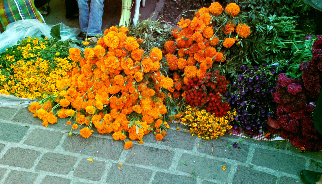Mexican marigold, sett på gaten i Mexico under feriringen av Dia de los Muertos Mexican marigold, sett på gaten i Mexico under feriringen av Dia de los Muertos