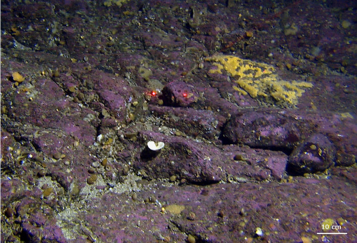 Fargerik fauna på steinene i området med det passende navnet Steinan, utenfor Vesterålsen. (Foto: Mareano/Havforskningsinstituttet) Fargerik fauna på steinene i området med det passende navnet Steinan, utenfor Vesterålsen. (Foto: Mareano/Havforskningsinstituttet)