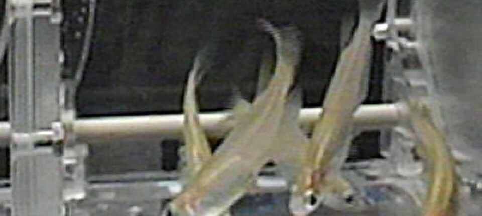 Fisk planlagt for eksperimenter ISS. NASA