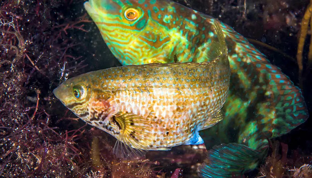 Denne norske fisken grynter når den er klar for sex
