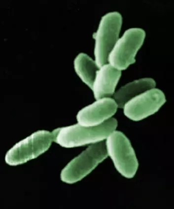 Halobacteria, eksempel på arkebakterie. Hver celle er omlag 5 tusendels millimeter lang. (Foto: (Bilde: NASA, farget av forskning.no))