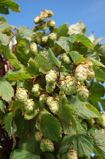 I Norge har man kjent til dyrking og bruk av humle i mange hundre år. Planten blir omtalt allerede i Frostatingsloven på 1000-1200-tallet. I Norge har man kjent til dyrking og bruk av humle i mange hundre år. Planten blir omtalt allerede i Frostatingsloven på 1000-1200-tallet.