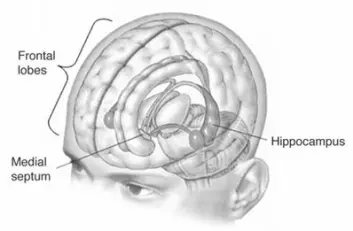 H.M. fikk operert ut en del dypt nede i hjernen som heter hippocampus. (Illustrasjon: Wikimedia Commons)