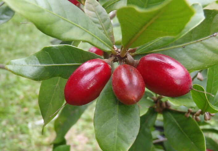 Mirakelfrukt, Synsepalum dulcificum. (Foto: Hamale Lyman/Wikimedia Commons) Mirakelfrukt, Synsepalum dulcificum. (Foto: Hamale Lyman/Wikimedia Commons)