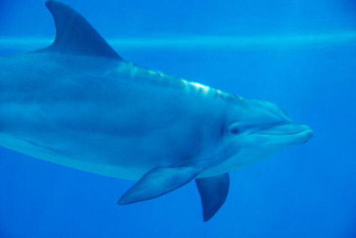 Delfiner lever i flokker på opptil 1000 dyr, og spiser blekksprut og fisk. (Foto: iStockphoto) Delfiner lever i flokker på opptil 1000 dyr, og spiser blekksprut og fisk. (Foto: iStockphoto)