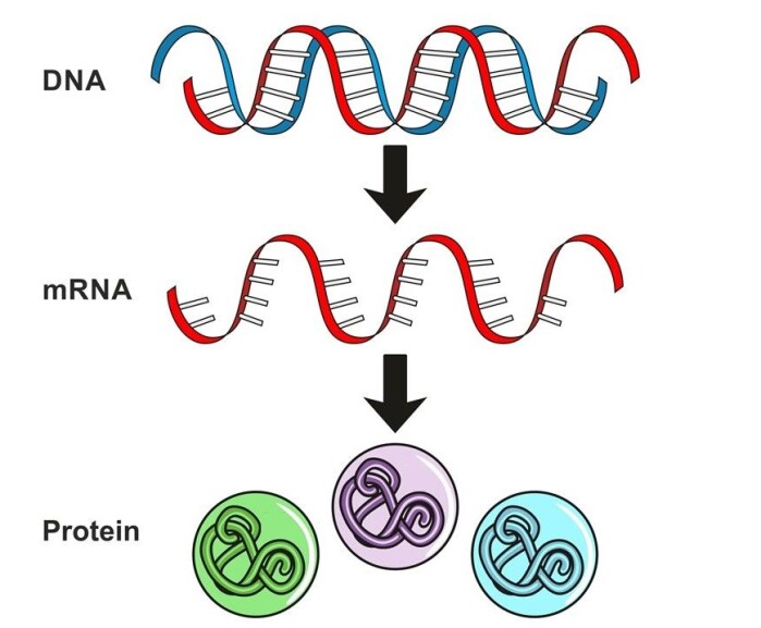 DNA er den genetiske koden vår, litt som en kokebok med masse oppskrifter. For at et gen som er kodet i DNA skal få noe til å skje i kroppen, trengs først en budbringer som gir cellene beskjed om hva som skal lages. Budbringeren heter mRNA og er en kortlevd kopi av DNA. mRNA gir beskjed til cellene om hvilke proteiner som skal lages. DNA er den genetiske koden vår, litt som en kokebok med masse oppskrifter. For at et gen som er kodet i DNA skal få noe til å skje i kroppen, trengs først en budbringer som gir cellene beskjed om hva som skal lages. Budbringeren heter mRNA og er en kortlevd kopi av DNA. mRNA gir beskjed til cellene om hvilke proteiner som skal lages.
