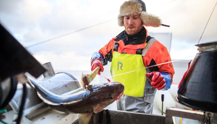 Fisker Bjørn Johannesen under skreifiske i Finnmark i 2019. Fisker Bjørn Johannesen under skreifiske i Finnmark i 2019.