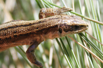 (Foto: Current Biology, Massot et al.) (Foto: Current Biology, Massot et al.)