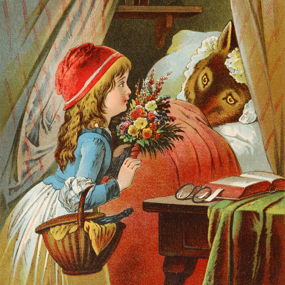 Rødhette og ulven. Illustrasjon av Carl Offterdinger fra slutten av 1800-tallet. (Foto: (Illustrasjon: Wikimedia Commons))