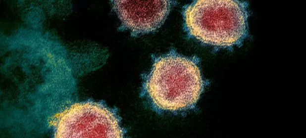 Hvordan vil korona­viruset utvikle seg i framtiden?