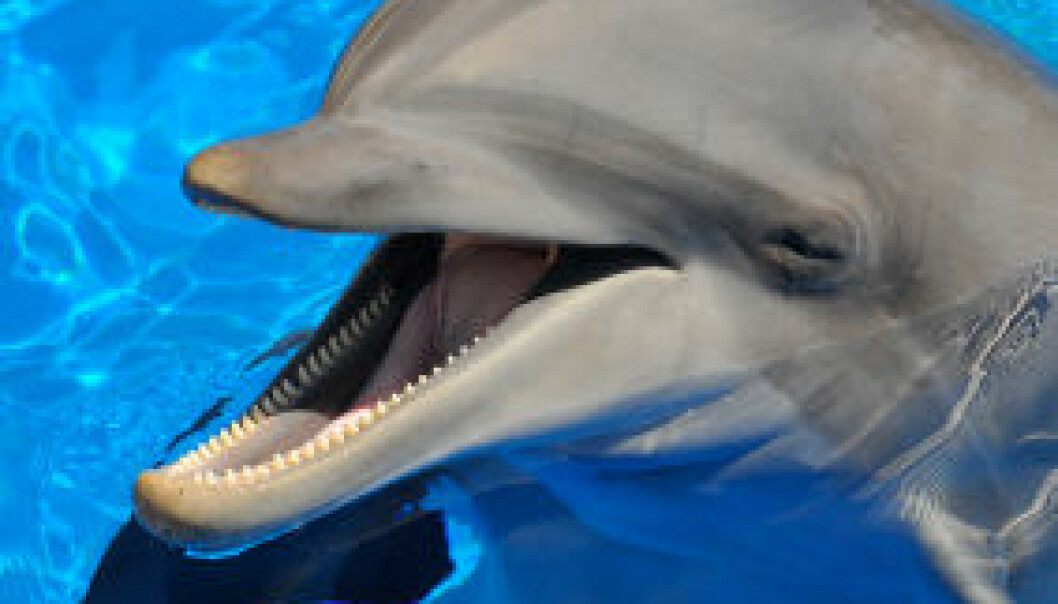 Delfiner takler dykkersyke