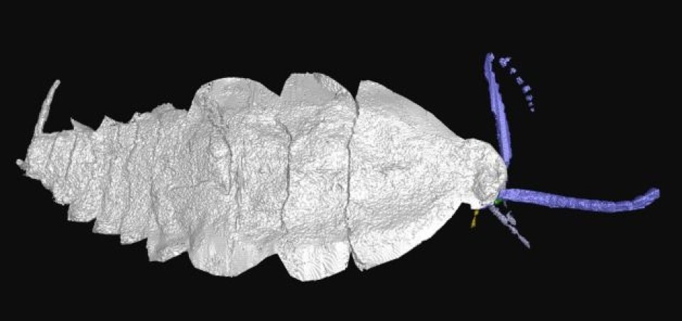 En slektning av av moderne kakerlakker? (Foto: University of Manchester)