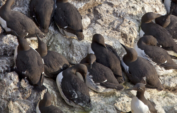 Lomvi i fuglefjellet Latrabjarg på Island. Nede til høyre sees en ringvi. Den kjennetegnes av ringen rundt øyet og den hvite stripen bak øyet. (Foto: Hans Petter Kristoffersen / Skog og landskap) Lomvi i fuglefjellet Latrabjarg på Island. Nede til høyre sees en ringvi. Den kjennetegnes av ringen rundt øyet og den hvite stripen bak øyet. (Foto: Hans Petter Kristoffersen / Skog og landskap)