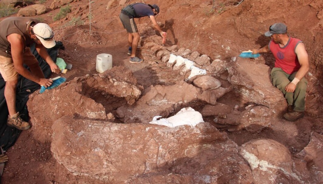 Her graver forskerne ut en gigantisk dinosaur sørvest i Argentina. Men er den verdens største? Her graver forskerne ut en gigantisk dinosaur sørvest i Argentina. Men er den verdens største?