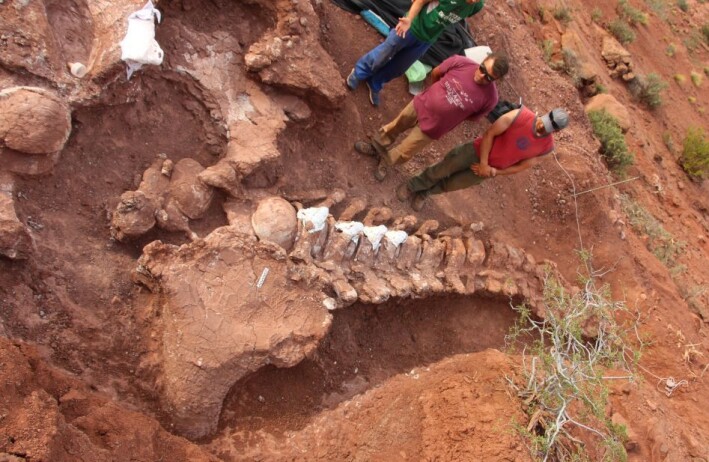 Kanskje får vi svar på hvilken dino som er verdens største, etter koronaen er over og resten av skjelettet kan graves ut. Kanskje får vi svar på hvilken dino som er verdens største, etter koronaen er over og resten av skjelettet kan graves ut.