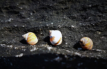 How do snails tackle extreme changes in temperature?