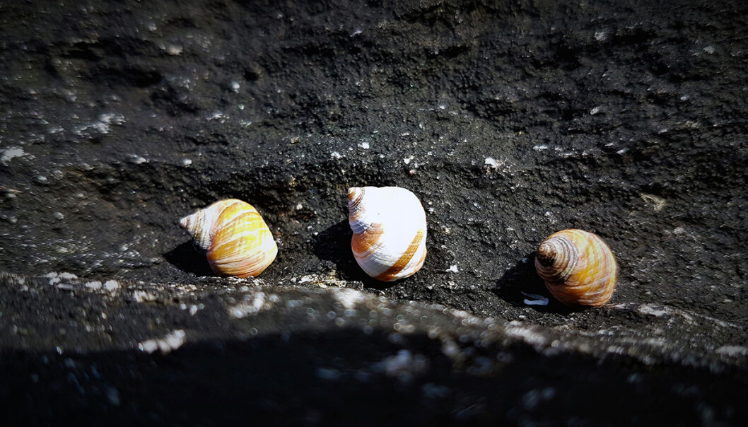 Marine thermometers? A group of rough Periwinkle snails (Littorina saxatilis) near, Bodø in Norway. Marine thermometers? A group of rough Periwinkle snails (Littorina saxatilis) near, Bodø in Norway.