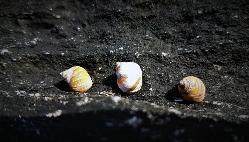 Marine thermometers? A group of rough Periwinkle snails (Littorina saxatilis) near, Bodø in Norway.