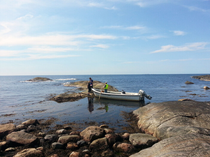 On the Swedish west coast. The tidal zone is diverse, and the shore snail is a popular marine snail species for evolutionary geneticists. This picture is from Bohuslän on the west coast of Sweden. On the Swedish west coast. The tidal zone is diverse, and the shore snail is a popular marine snail species for evolutionary geneticists. This picture is from Bohuslän on the west coast of Sweden.