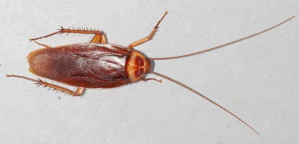 Moderne amerikansk kakerlakk. (Foto: Gary Alpert/ Wikimedia Commons)