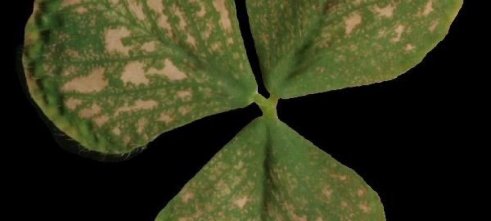 Kløverplantens blader viser tydelige skader som følge av ozoneksponeringen. UMB