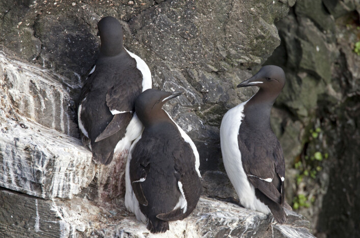 Polarlomvi hekker ikke på fastlandet i Norge men kun på Bjørnøya og Svalbard. Her fra fuglefjellet Latrabjarg på vestkysten av Island. (Foto: Hans Petter Kristoffersen / Skog og landskap) Polarlomvi hekker ikke på fastlandet i Norge men kun på Bjørnøya og Svalbard. Her fra fuglefjellet Latrabjarg på vestkysten av Island. (Foto: Hans Petter Kristoffersen / Skog og landskap)