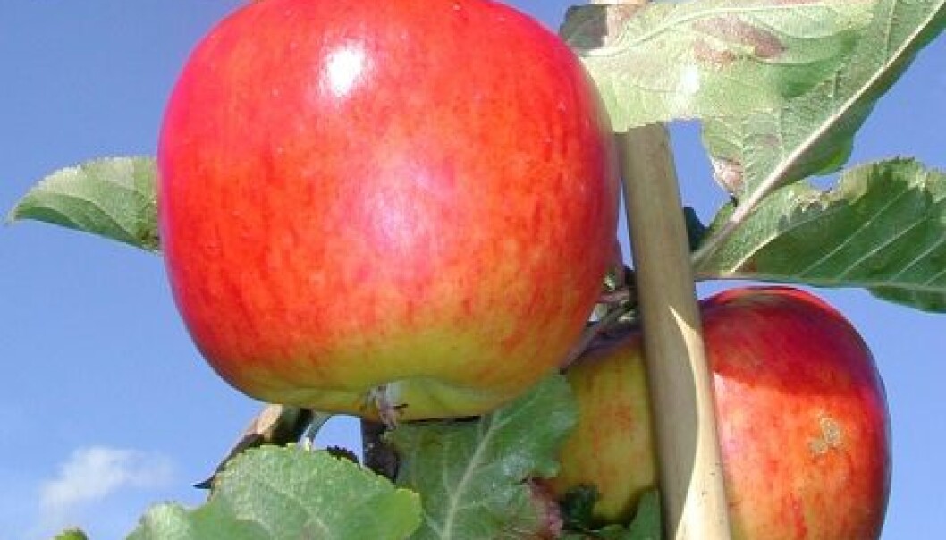 Dugnad for nye eplesorter