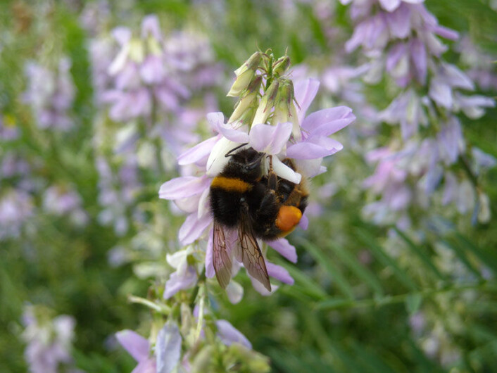 Humle-dronning samler pollen. (Foto: Nigel Raine) Humle-dronning samler pollen. (Foto: Nigel Raine)