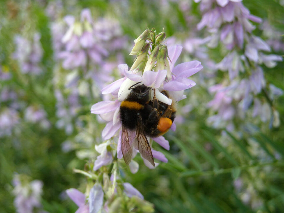 Humle-dronning samler pollen. (Foto: Nigel Raine)