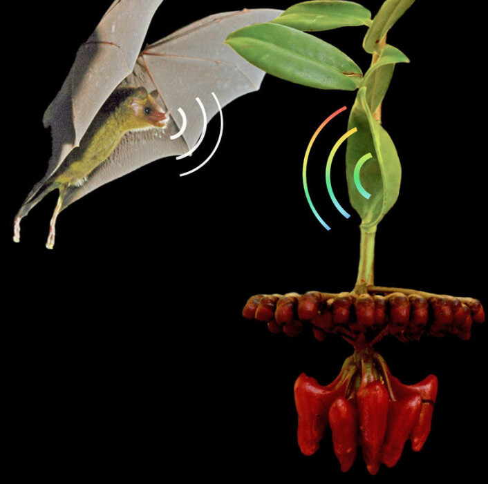 Fotomontasje av blomstene hos Marcgravia evenia, et lyd-reflekterende blad og en nektar-spisdende flaggermus. (Foto: Rolf Mangelsdorff/Ralph Simon) Fotomontasje av blomstene hos Marcgravia evenia, et lyd-reflekterende blad og en nektar-spisdende flaggermus. (Foto: Rolf Mangelsdorff/Ralph Simon)