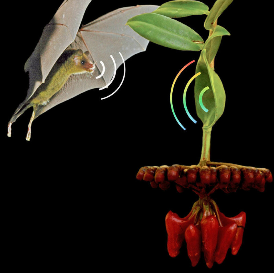Fotomontasje av blomstene hos Marcgravia evenia, et lyd-reflekterende blad og en nektar-spisdende flaggermus. (Foto: Rolf Mangelsdorff/Ralph Simon)