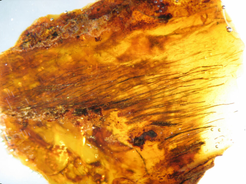 Flere individuelle fjærstråler i rav fra sein kritt. De ligner på protofjær som tidligere er funnet i sammentrykte fossiler av dinosaurer. Pigmentene varierer fra gjennomsiktig til nærmere svart. (Foto: Science/AAAS)