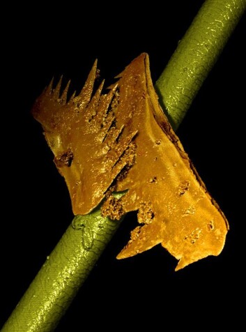 Conodont-tenner lagt oppå et hårstrå. Tennene er rundt 0,2 millimeter lange. (Foto: D. Jones, A. R. Evans og K. K. W. Siu) Conodont-tenner lagt oppå et hårstrå. Tennene er rundt 0,2 millimeter lange. (Foto: D. Jones, A. R. Evans og K. K. W. Siu)