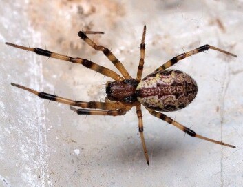 En hunn av arten Nephilengys malabarensis (Foto: Pen Araneae/Flickr Creative Commons) En hunn av arten Nephilengys malabarensis (Foto: Pen Araneae/Flickr Creative Commons)