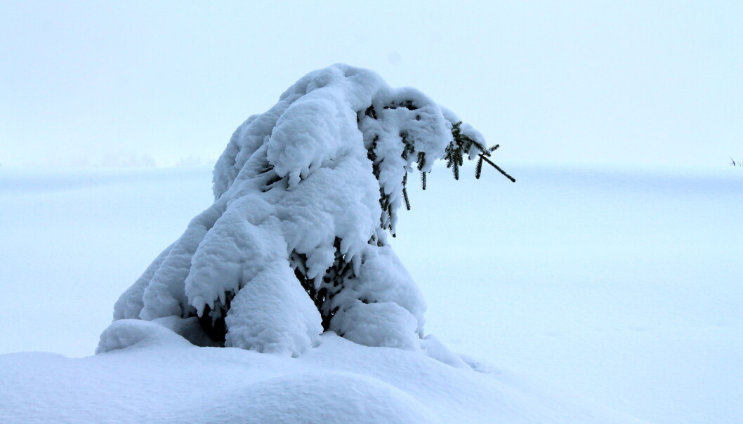Ei ung gran under tung snø. Ei ung gran under tung snø.