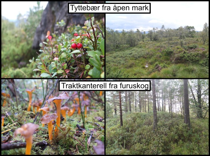 Eksempel på ulike matressurser tilgjengelig i åpen mark og skog Eksempel på ulike matressurser tilgjengelig i åpen mark og skog