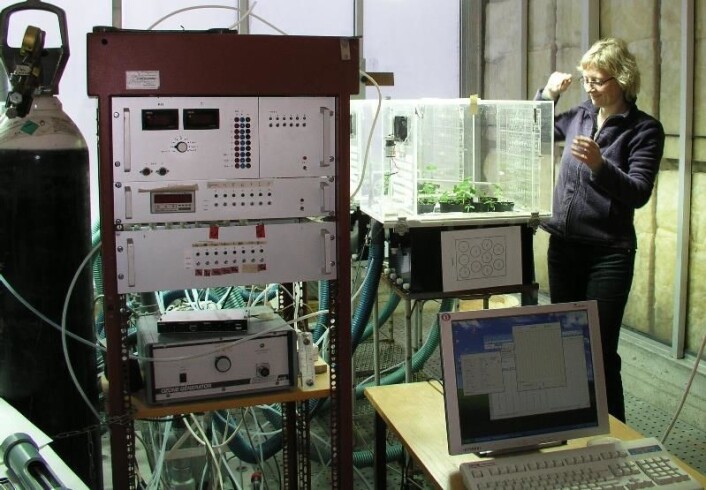 Kløverplantene eksponeres for ozon under kontrollerte forhold. Her blir kløverplantene sjekket av UiO-forsker Ane Vollsnes. (Foto: UMB) Kløverplantene eksponeres for ozon under kontrollerte forhold. Her blir kløverplantene sjekket av UiO-forsker Ane Vollsnes. (Foto: UMB)