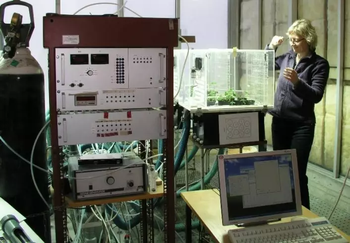 Kløverplantene eksponeres for ozon under kontrollerte forhold. Her blir kløverplantene sjekket av UiO-forsker Ane Vollsnes. (Foto: UMB)