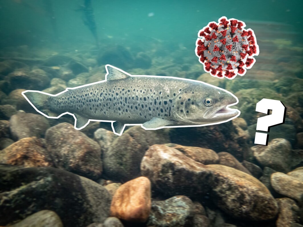 It is (almost) certain that this sea trout won’t catch a coronavirus. It is (almost) certain that this sea trout won’t catch a coronavirus.