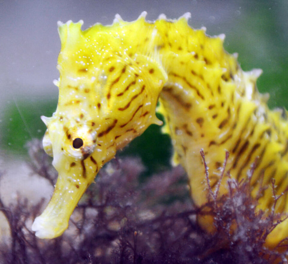 Det finnes mange ulike arter av sjøhest. Forskerne i den amerikanske studien har brukt arten Hippocampus zosterae. (Foto: Brad Gemmell)