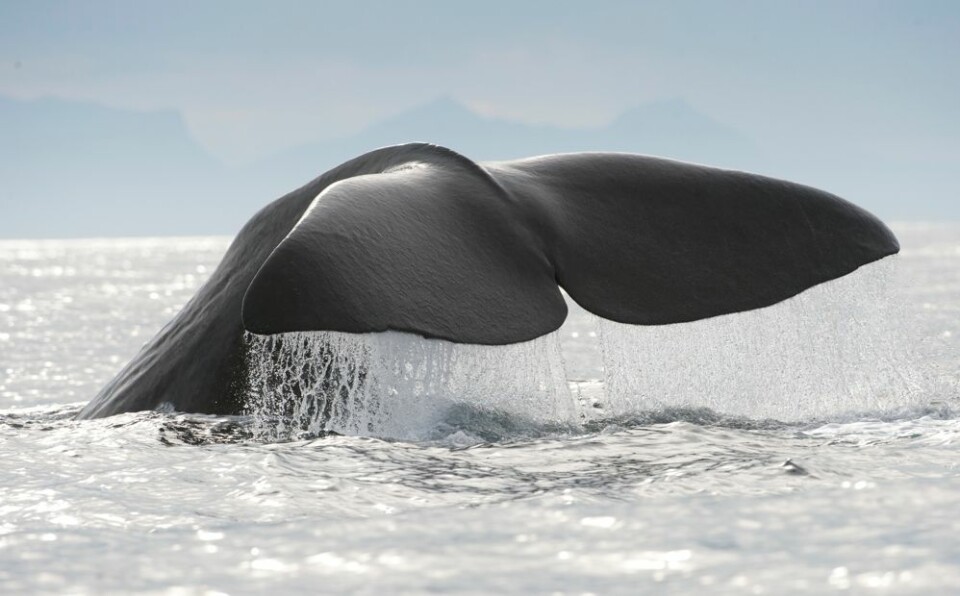 Stadig flere turister kommer til Nord-Norge eller til Island for å se hval. (Foto: Marten Bril)