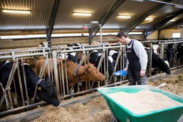 En ny undersøkelse fra Aarhus universitet tyder på at voksne mennesker som arbeider med landbruk er bedre beskyttet mot å utvikle overfølsomhet. (Foto: Colourbox) En ny undersøkelse fra Aarhus universitet tyder på at voksne mennesker som arbeider med landbruk er bedre beskyttet mot å utvikle overfølsomhet. (Foto: Colourbox)
