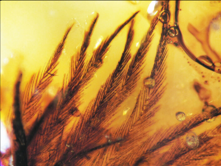 Rav er dannet fra kvae fra trær. Forskerne vet ikke om fjærene stammer fra fugler eller dinosaurer. (Foto: Science/AAAS) Rav er dannet fra kvae fra trær. Forskerne vet ikke om fjærene stammer fra fugler eller dinosaurer. (Foto: Science/AAAS)