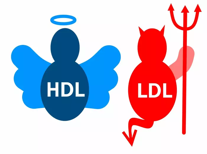 Dersom modellen stemmer, bør vi kanskje slutte å bruke forenklede uttrykk som «bra HDL-kolesterol» og «dårlig LDL-kolesterol».